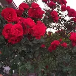 Kayezta Alaçatı